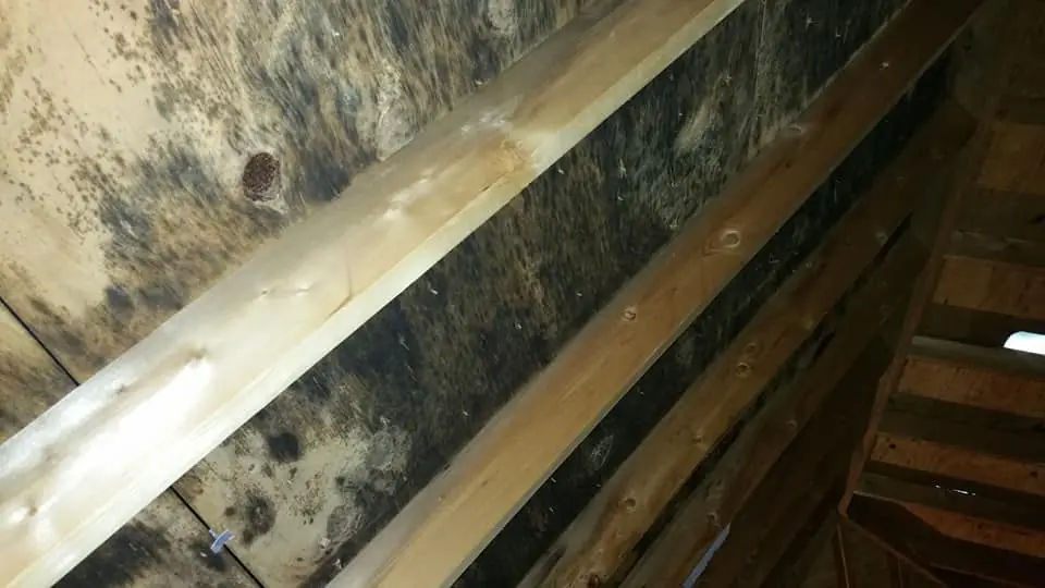 Dark mold growth on attic roof decking and rafters
