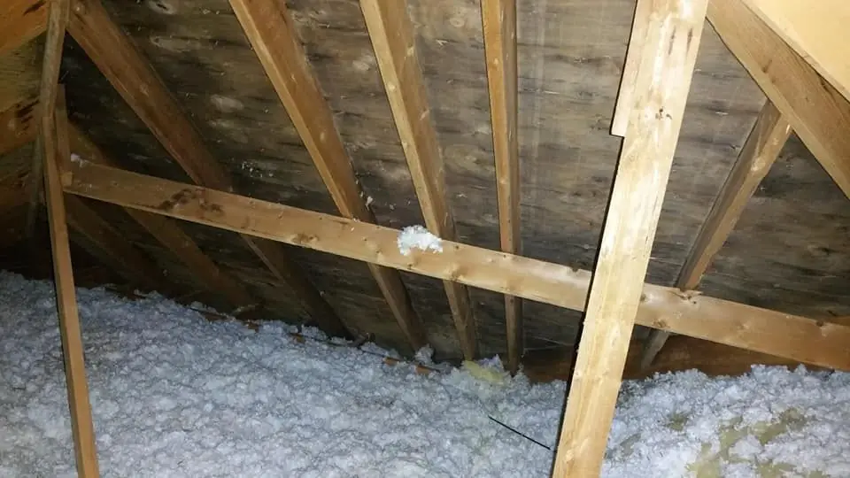 Attic rafters and roof decking during a mold job