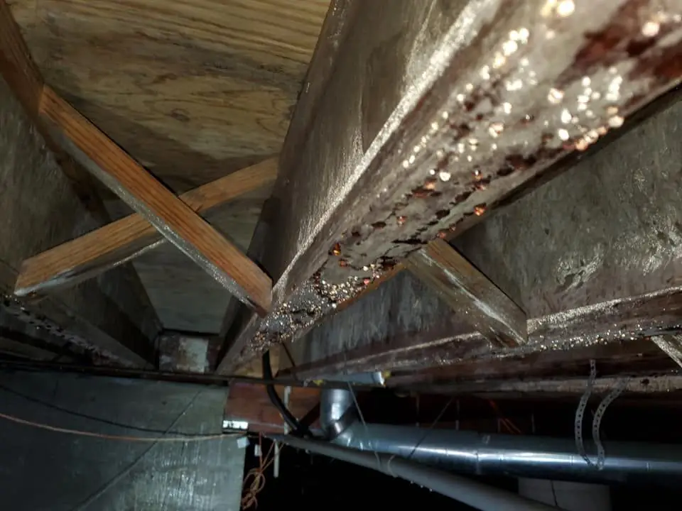Heavy mold and water damage on walls and ceiling before remediation