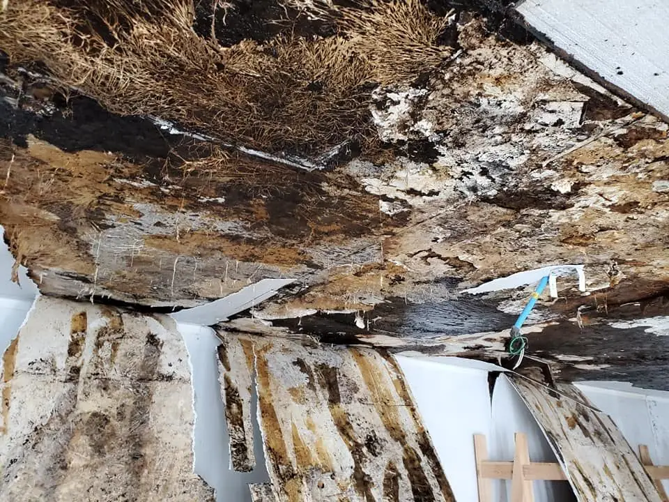 Heavy mold and water damage on walls and ceiling before remediation