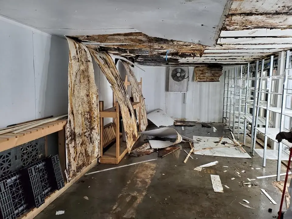 Heavy mold and water damage on walls and ceiling before remediation