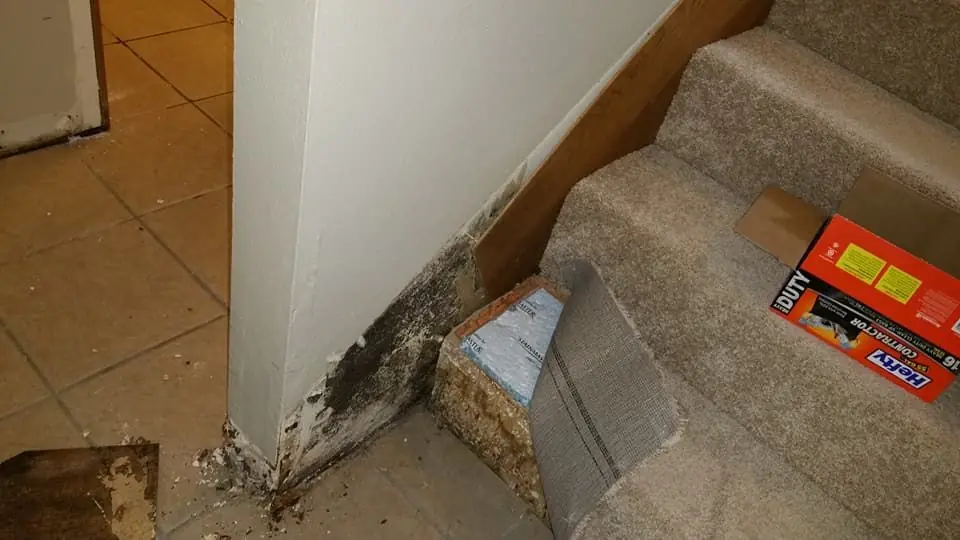 Mold spots on interior trim and wall surfaces