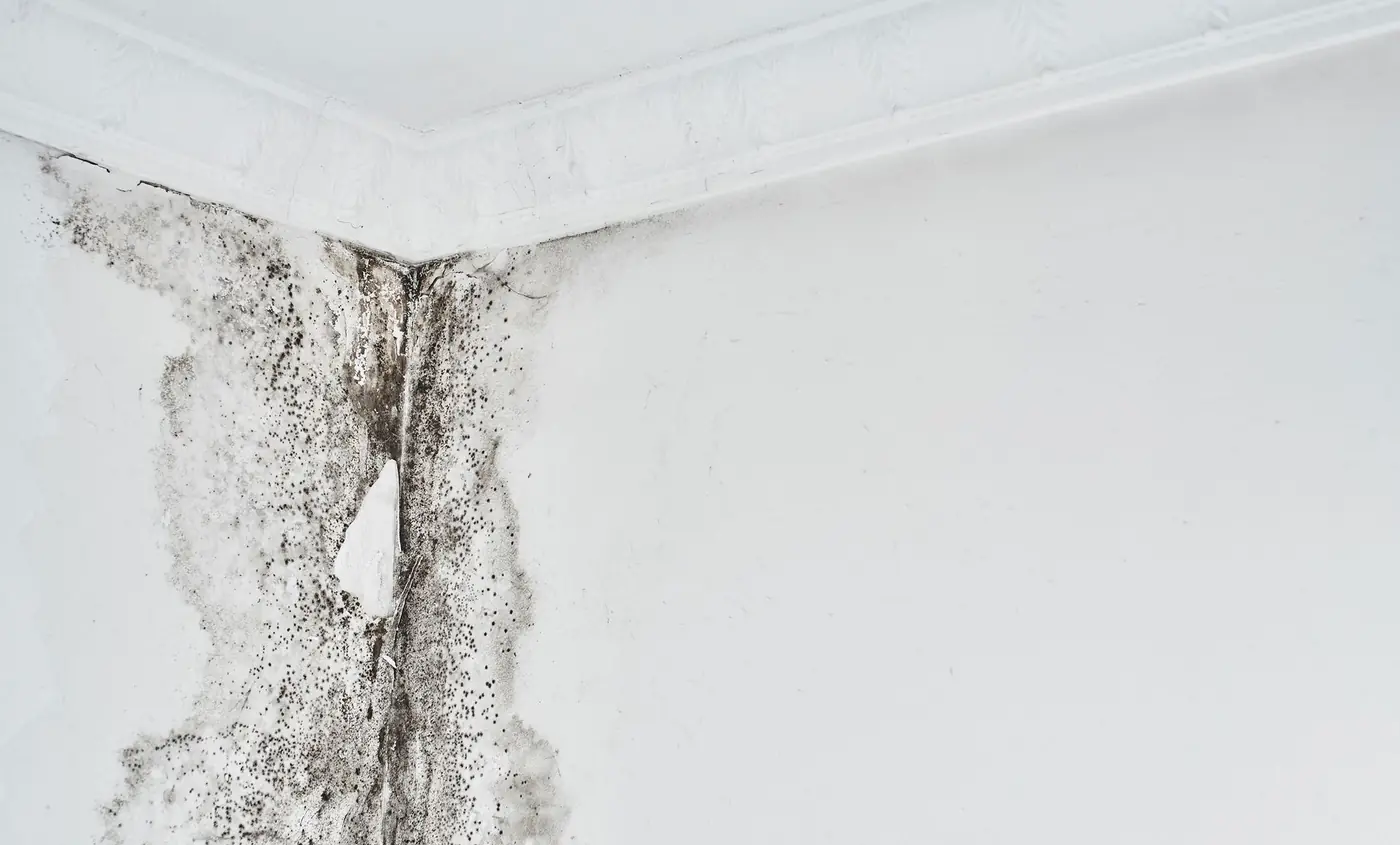 Black mold spreading along a white wall corner