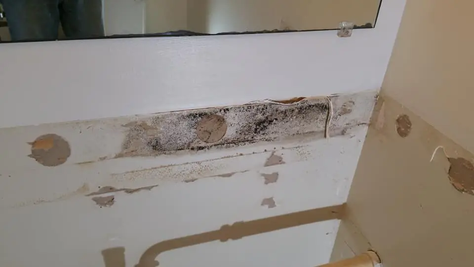 Mold spots on interior trim and wall surfaces